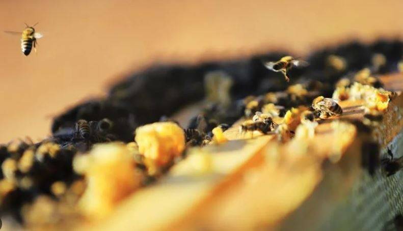Arıları ne kadar tanıyorsunuz? Arılar hakkında ilginç bilgiler 19